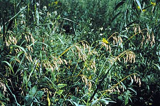 Prairie Brome (Bromus kalmii)