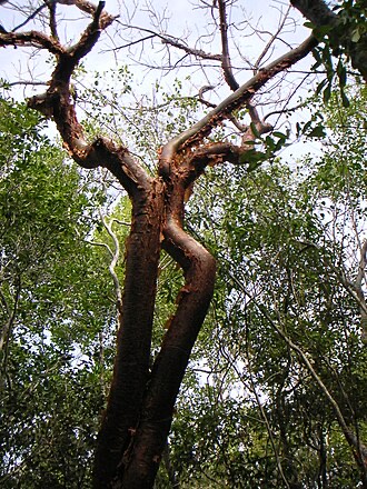 Gumbo Limbo (Bursera simaruba)