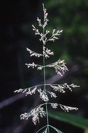 Bluejoint (Calamagrostis canadensis)