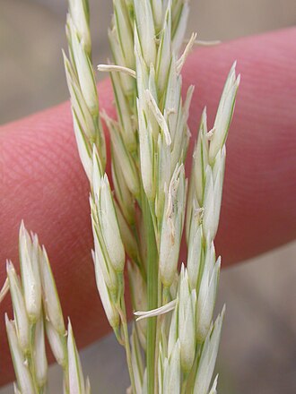 Prairie Sandreed (Calamovilfa longifolia)