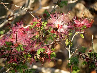 Fairy Duster (Calliandra eriophylla)