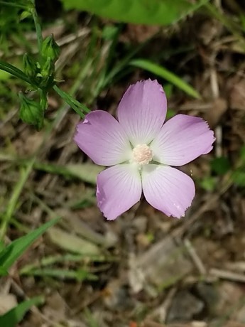 Light Poppymallow (Callirhoe alcaeoides)