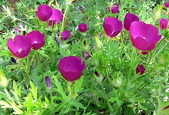 Purple Poppymallow (Callirhoe involucrata)