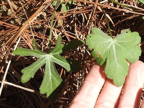 Woodland Poppymallow (Callirhoe papaver)