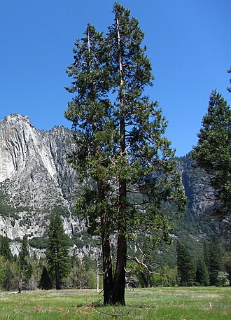 Incense Cedar (Calocedrus decurrens)