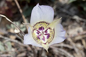 Doubting Mariposa Lily (Calochortus ambiguus)