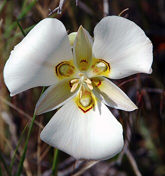 Sego Lily (Calochortus nuttallii)