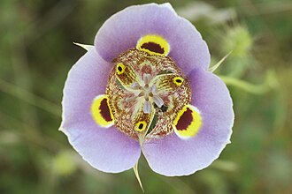 Superb Mariposa Lily (Calochortus superbus)