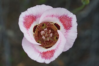 White Mariposa Lily (Calochortus venustus)