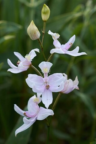 Oklahoma Grass Pink Orchid (Calopogon oklahomensis)