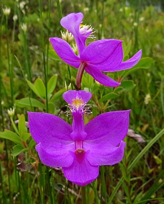 Grass Pink Orchid (Calopogon tuberosus)