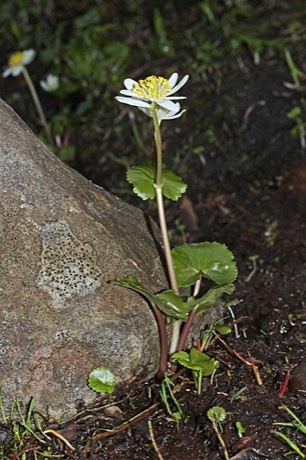 White Marsh Marigold (Caltha leptosepala)