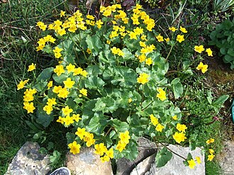Marsh Marigold (Caltha palustris)
