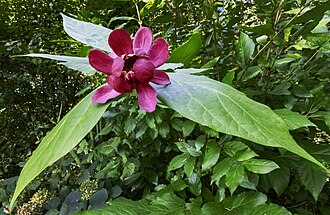 Carolina Allspice (Calycanthus floridus)