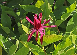 Western Sweetshrub (Calycanthus occidentalis)
