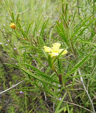 Berlandier's Sundrops (Calylophus berlandieri)