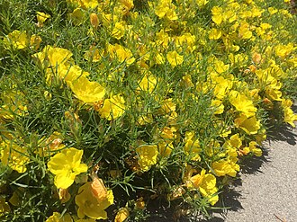 Sundrops (Calylophus hartwegii)