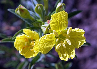 Yellow Sundrops (Calylophus serrulata)