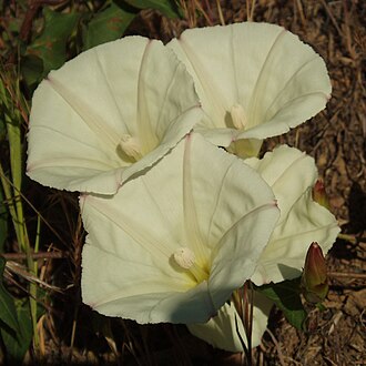 Chaparral False Bindweed (Calystegia occidentalis)