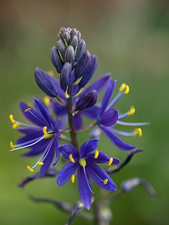 Great Camas (Camassia leichtlinii)