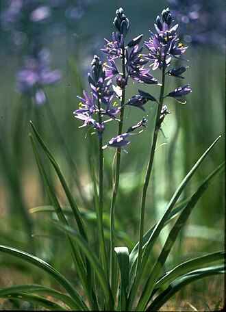 Common Camas (Camassia quamash)