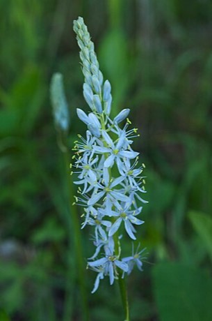 Wild Hyacinth (Camassia scilloides)