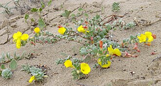 Beach Evening Primrose (Camissonia cheiranthifolia)