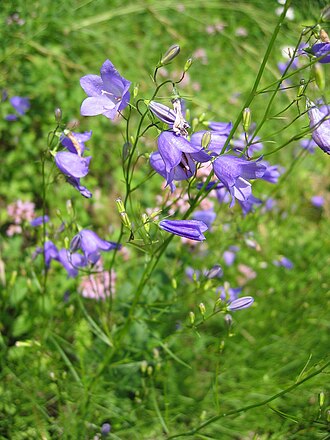 Harebell (Campanula rotundifolia)