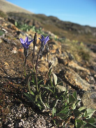 Arctic Bellflower (Campanula uniflora)