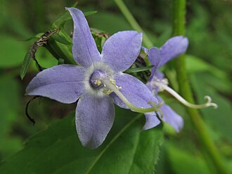 American Bellflower (Campanulastrum americanum)