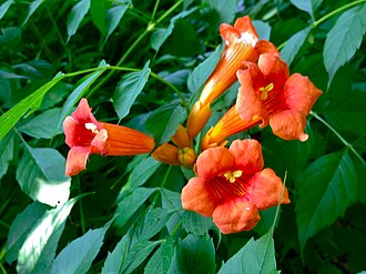 Trumpet Creeper (Campsis radicans)