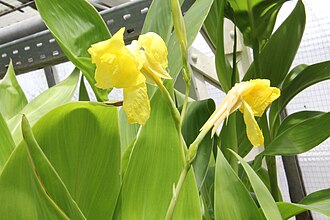 Golden Canna (Canna flaccida)