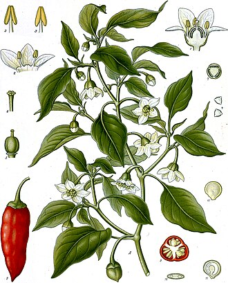 Chiltepin (Capsicum annuum)