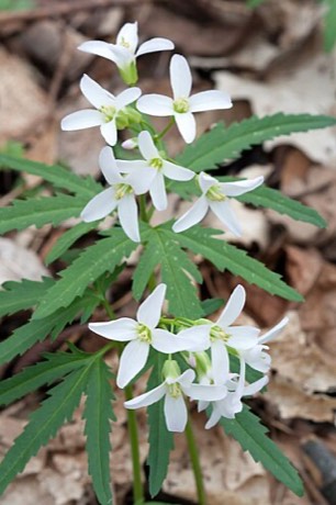 Cut-leaved Toothwort (Cardamine concatenata)