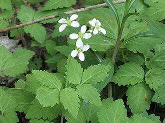 Two-leaved Toothwort (Cardamine diphylla)