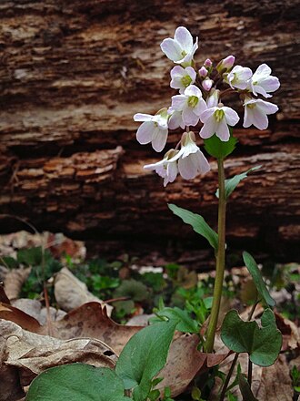 Limestone Bittercress (Cardamine douglassii)