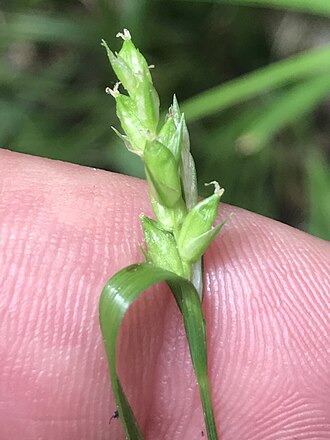 Eastern Narrowleaf Sedge (Carex amphibola)
