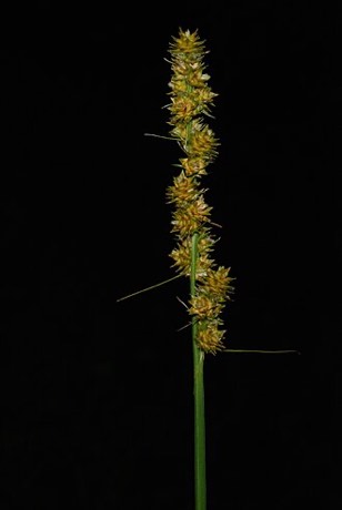 Yellowfruit Sedge (Carex annectens)