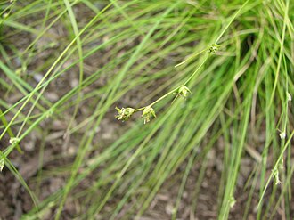 Appalachian Sedge (Carex appalachica)
