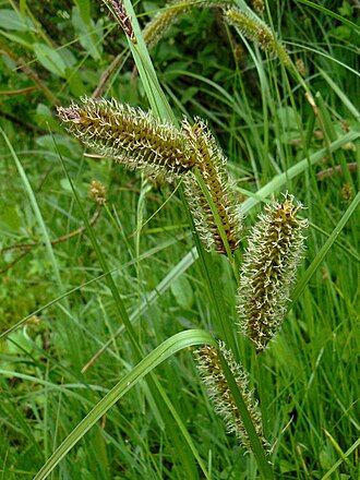 Water Sedge (Carex aquatilis)
