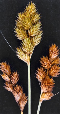 Bebb's Sedge (Carex bebbii)