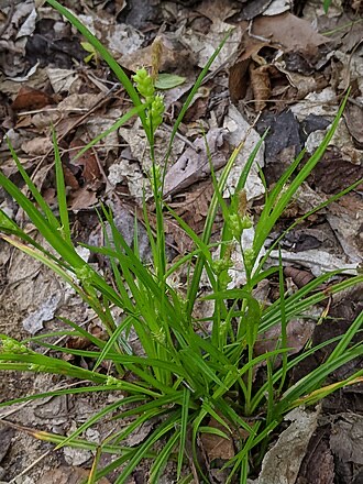 Eastern Woodland Sedge (Carex blanda)