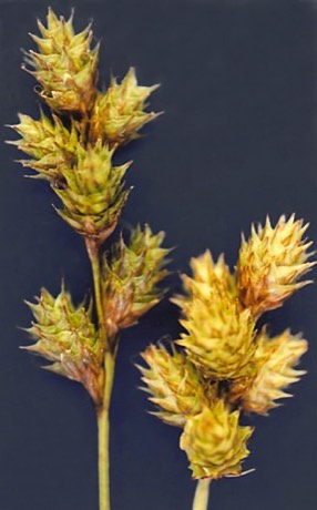 Plains Oval Sedge (Carex brevior)