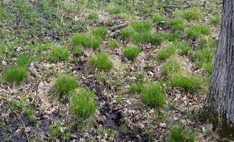 Brome-like Sedge (Carex bromoides)