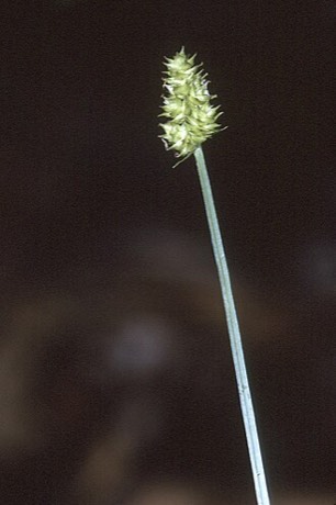 Oval-leaf Sedge (Carex cephalophora)