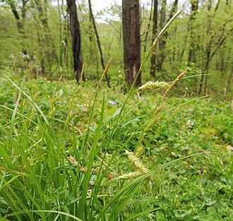 Cherokee Sedge (Carex cherokeensis)