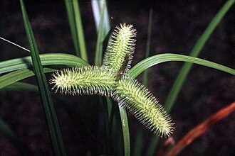 Bristly Sedge (Carex comosa)