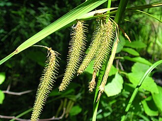 Fringed Sedge (Carex crinita)