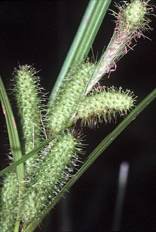 Frank's Sedge (Carex frankii)