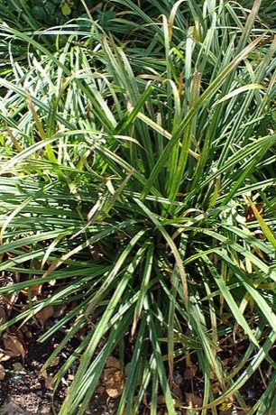 Graceful Sedge (Carex gracillima)